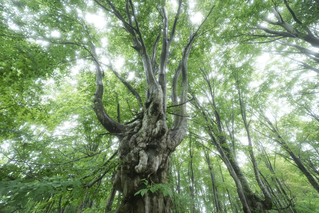 KANI プレミアムホワイトミストフィルター No.1 (100x100mm)