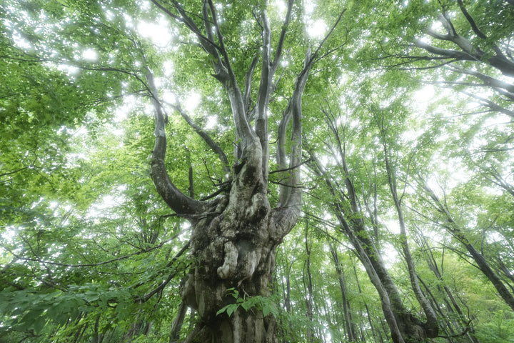 KANI プレミアムホワイトミストフィルター No.1 (100x100mm)